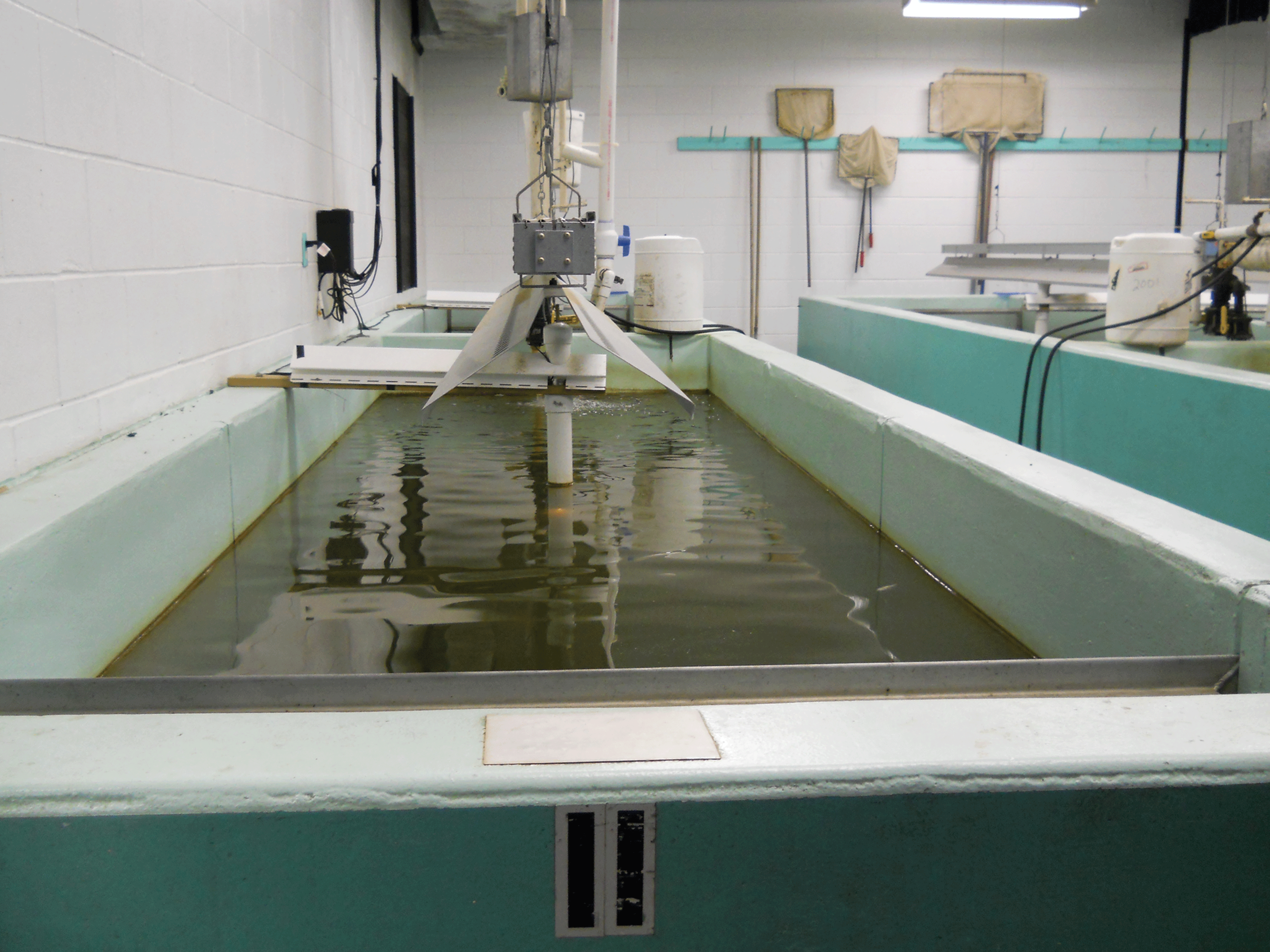 A long fiberglass tank called a raceway is shown, filled mostly with water. At the
                        near end of the raceway, the top of a metal screen is visible that prevents fish from
                        passing to the drain area. In the middle of the raceway, an automated feeder is visible
                        where food is loaded in the top and dispensed down a chute on either side. In the
                        background, other raceways are visible as well as large dip nets for scooping fish
                        hanging on the wall.