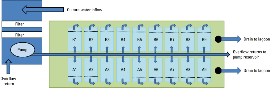 Within the schematic, on the left is the water source fed by two inflow arrows, one
                        from the culture facility water source, and one from overflow return. A pump sends
                        the water through a pipe past 18 tanks in 2 rows with dispensing valves on either
                        side to feed water to each tank. The tanks are labeled A1 to A9 on the bottom row
                        and labeled B1 to B9 on the top row. At the end of each row of tanks is a drain to
                        the lagoon for water drained out of the tanks and the overflow outlet taking unused
                        water back to the source headbox. Each tank has a metal screen preventing fish from
                        entering the drain to the lagoon. In the one photograph, two rows of tanks are visible
                        with the headbox for the water source in the lower left corner. An electrical cord
                        to power the pump, a large water line providing culture facility water, and 2 small
                        water lines going to and from the test tank supply pipe can be seen going into the
                        headbox from above. Automated feeders are at the center of each tank suspended from
                        a 2 by 4 above each row of tanks. Air lines are also suspended from the 2 by 4 going
                        to air valves that regulate airflow to the ceramic airstones (unseen) contained within
                        each tank. In front of the test set up, there is a table with papers and hand sanitizer.
                        In another photograph is the headbox showing the culture facility inflow water clamped
                        onto the left side of the headbox with a nylon net wrapped around the end. Two additional
                        filters are between this inflow and the submerged pump that sends water to the test
                        system on the right.