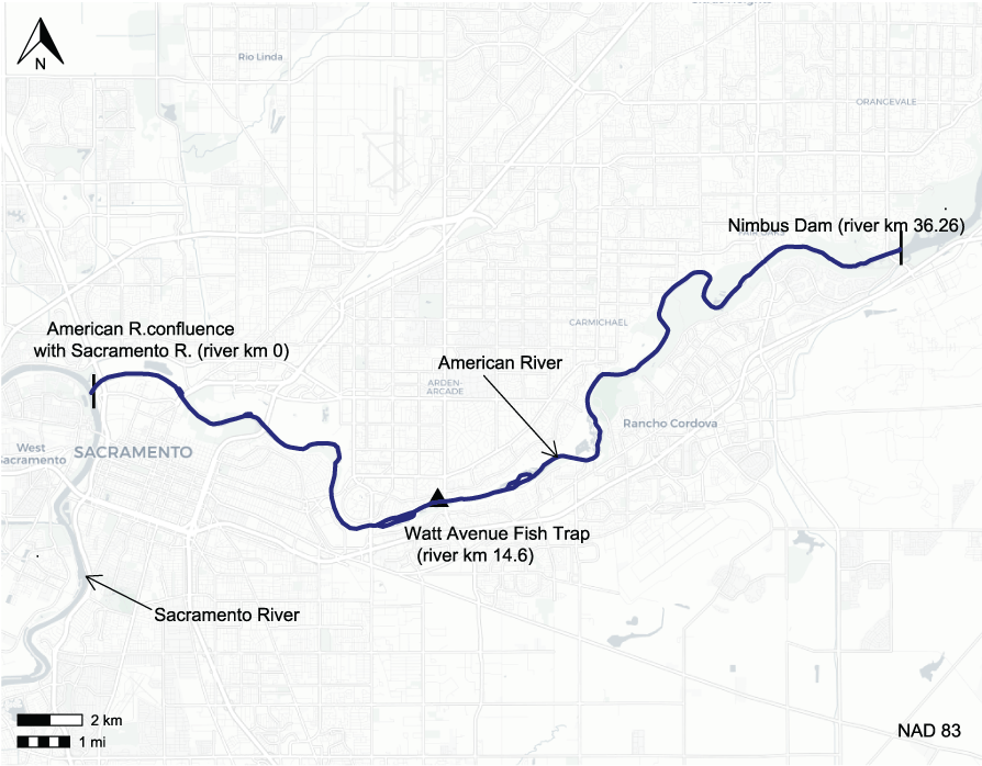 American River locations of Nimbus Dam, Watt Avenue fish trap, and confluence with
                     the Sacramento River, California.
