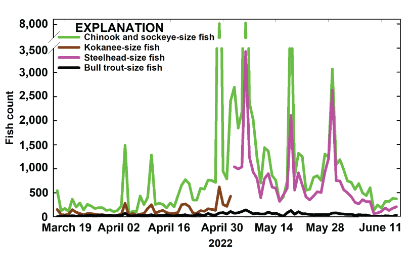 Graph showing daily count (on the date of detection) of smolt and bull trout-size
                        fish at the collector entrances using the adaptive resolution imaging sonar at the
                        selective water withdrawal collector at Lake Billy Chinook, Oregon, 2022.