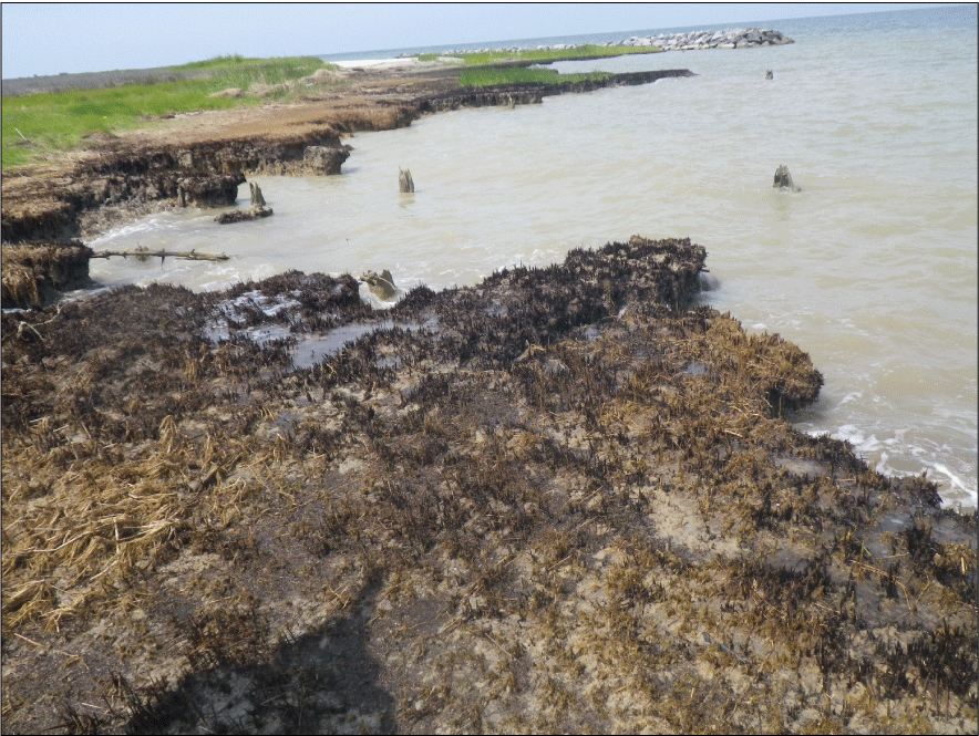 Figure 2. Photo shows degraded low marsh at low tide during study area site visit
                        on July 11, 2017.