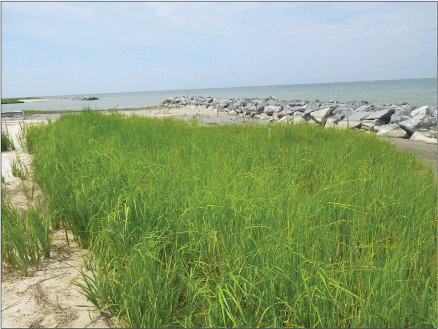 Figure 3. Photo shows salt marsh plants growing behind breakwater at study area nearly
                        1 year after breakwater construction.