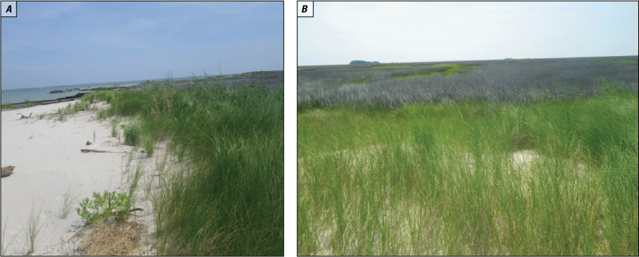 Figure 5. Photos show salt marsh plants on the sandy berm between low and high marsh
                        and inside the sandy berm in the study area.