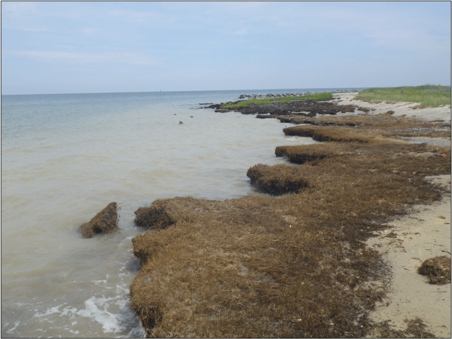 Figure 21. Photo shows wave-cut gullies along the low marsh edge in the embayment
                        area in July 2017.