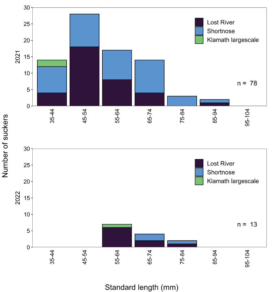 A downward trend was noted in both years for number of suckers as they increased in
                        standard length from 55 mm through 84 mm. There were additional bin categories in
                        2021 that continued the same downward trend from 45 through 94 mm standard length.
                        In 2021 there was an upward trend in numbers of suckers from 35 through 54 mm standard
                        length.