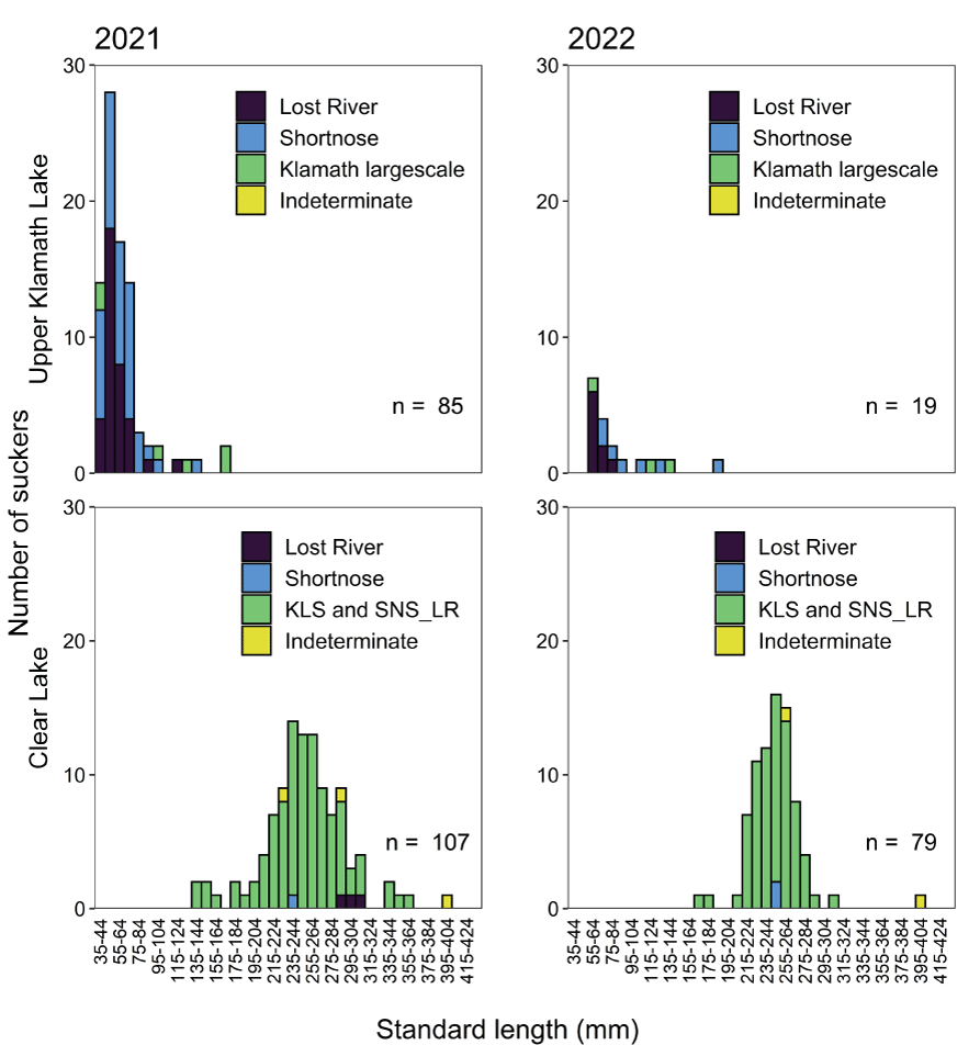 Other than the first bin of 34–44 mm suckers captured in Upper Klamath Lake in 2021,
                        Upper Klamath Lake suckers show a downward trend in numbers as the size class bins
                        increase in standard length. Sucker lengths in Clear Lake resemble a bell shape curve
                        peaking with fish in the 235–264 mm standard length bins and no fish less than 135
                        mm standard length.