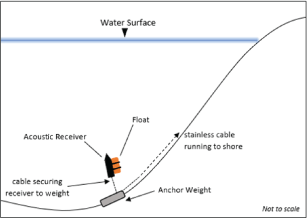 Acoustic receiver and anchor weight with cable running to shore.