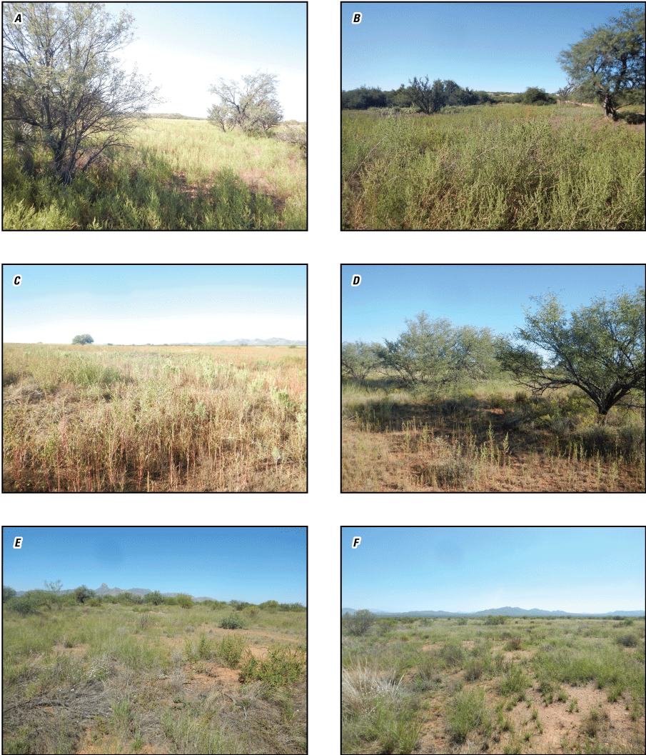 The vegetation around each site consists of grasses, shrubs, and small trees for some
                        but not all sites. Two sites also have a lot of invasive tumbleweed