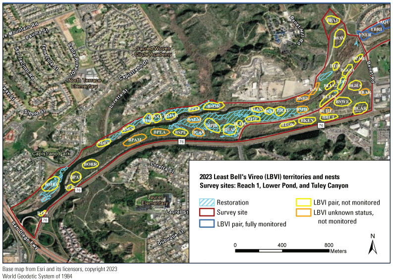 2.1. Map of Reach 1 showing the location and pair status of Least Bell’s Vireo territories
               using colored polygons.