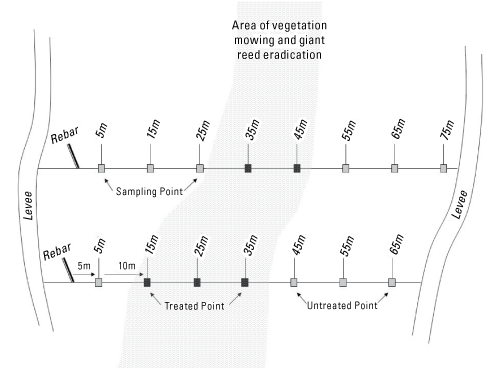 3. Two transects bisecting the river and area of vegetation treatment. Sampling points
                        are shown along the transects, spaced 10 meters apart, and those which intersect the
                        vegetation treatment are labeled as treated.