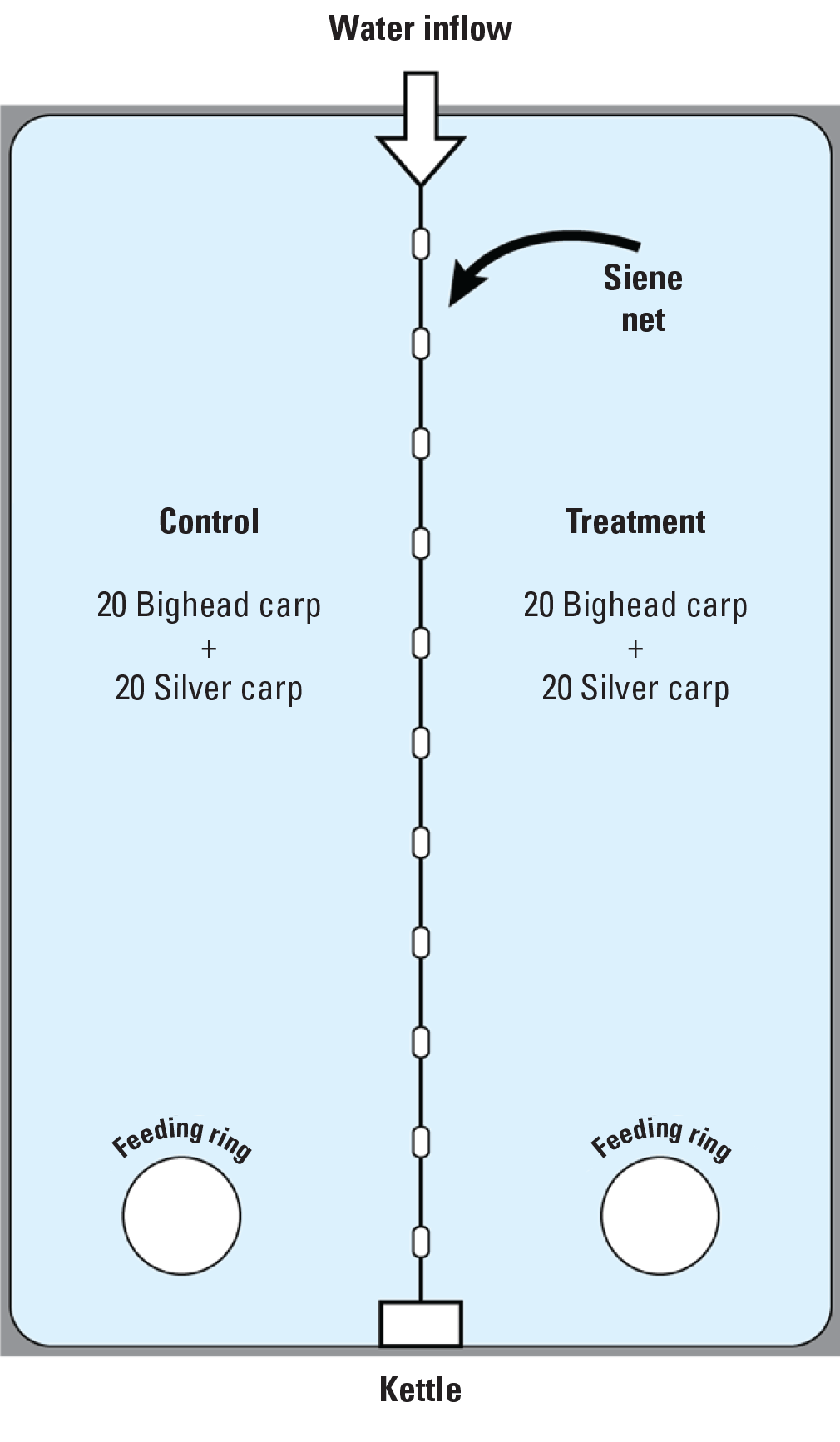 Pond setup includes a siene net down the middle, with a feeding ring on either side.