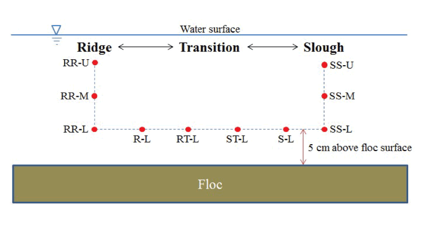 2. Suspended sediment concentration sampling consists of several sites between ridges
                        and sloughs.