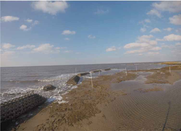 Figure 2. Photograph shows examples of constructed oyster reefs made of cinder blocks
                        and placed lengthwise along the water’s edge.