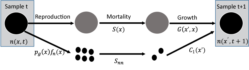 3.	The life cycle of San Francisco gartersnakes, including the processes of reproduction,
                        mortality, and individual growth.
