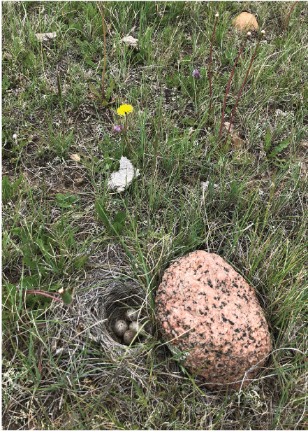 A small depression with woven grass and four eggs near a rock.