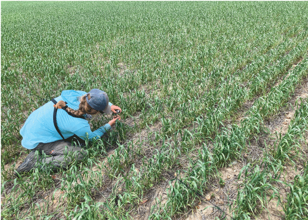 A person kneeling between rows of short cropland extracts a bird captured in a net
                        laying on the vegetation.