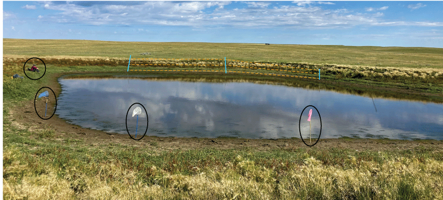A person, three butterfly nets, and two mist nets set up around a waterbody.