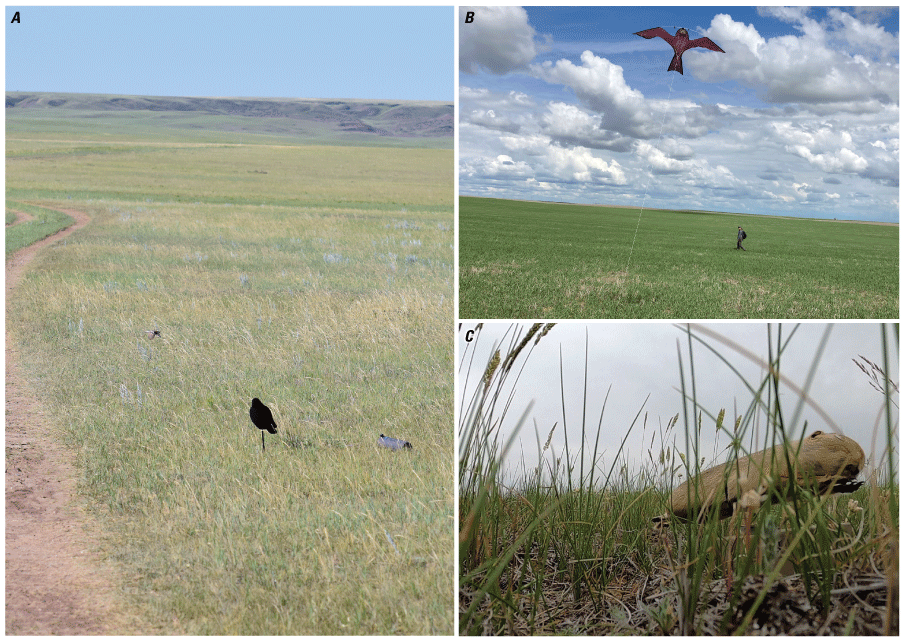 Three images showing examples of predator decoys.