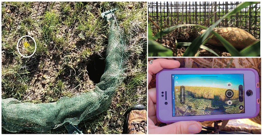 Three images, a nest in the center of a folded bow net, a view inside a cage-like
                           walk-in trap, and an image of a bow net on a phone.