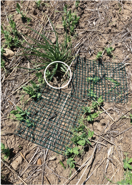 Two grids (noose mats) placed next to a nest.