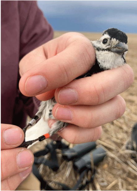 A small bird with a black cap is held in the hands of a researcher to show the bands
                        on its legs.