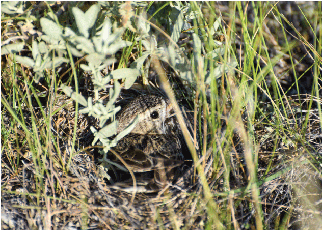 A small, brown bird incubating eggs in a nest on the ground surrounded by grass.