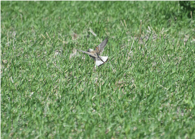 A flying bird with a transmitter visible on its back.