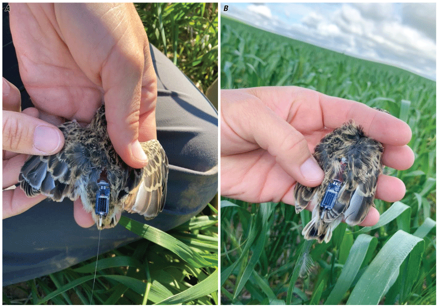 Two images of the same young bird being held in the hand.