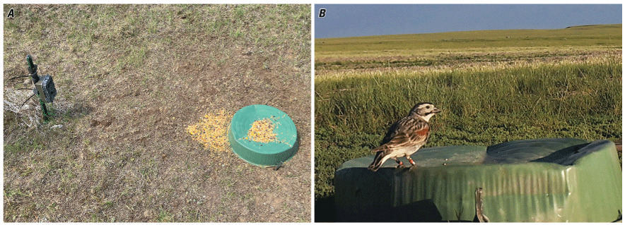 Two images, small camera aimed at a bait pile and banded bird standing on a platform.