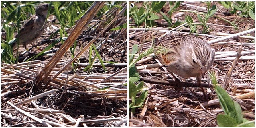 Two images, small brown bird standing in vegetation.