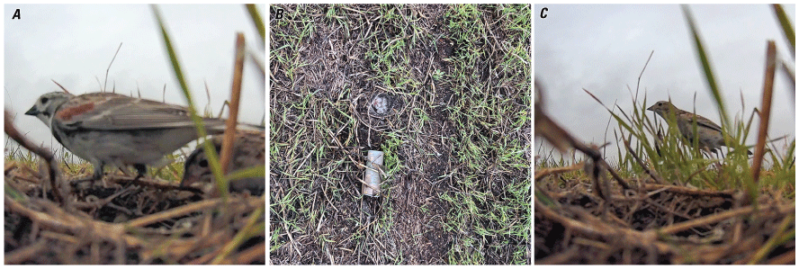 Two images of brown birds standing in grass (right and left) and a third image of
                           a small tube camera pointed at a ground nest (center).