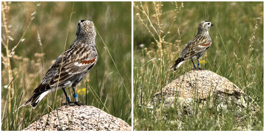 Images of a brown bird standing on a rock with visible markers on its legs.