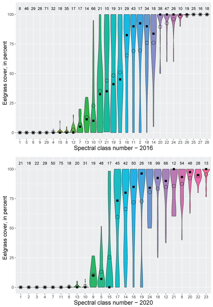Violin plots showing percentage of eelgrass cover within each of the 29 spectral classes
               derived from the 2016 Sentinel-2 image (top) and the 24 spectral classes derived from
               the 2020 Sentinel-2 image (bottom).