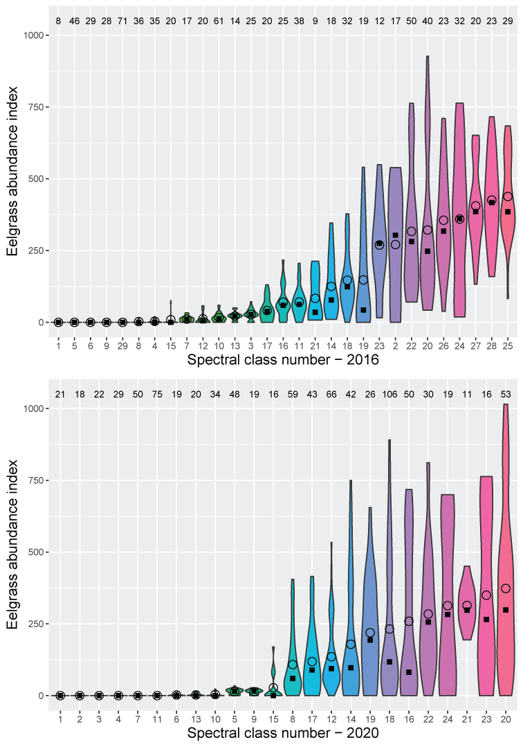 Violin plots showing eelgrass abundance index within each of the 29 spectral classes
               derived from the 2016 Sentinel-2 image (top) and the 24 spectral classes derived from
               the 2020 Sentinel-2 image (bottom).