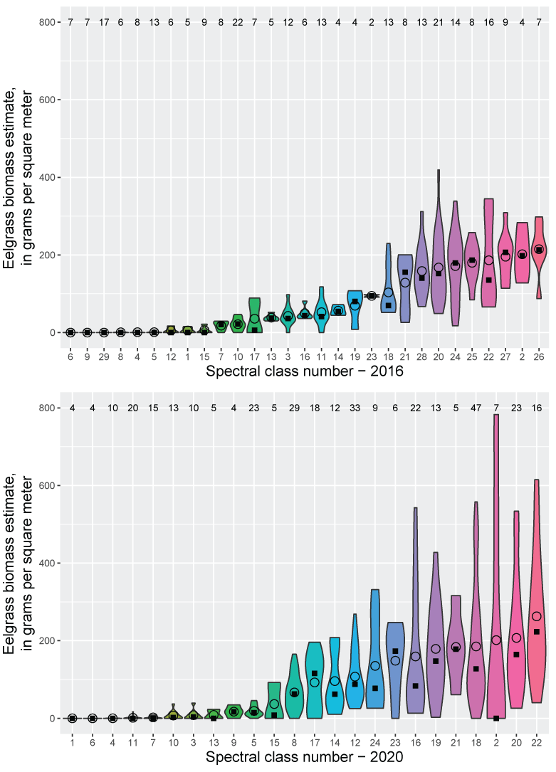 Violin plots showing eelgrass biomass estimates within each of the 29 spectral classes
               derived from the 2016 Sentinel-2 image (top) and the 24 spectral classes derived from
               the 2020 Sentinel-2 image (bottom).