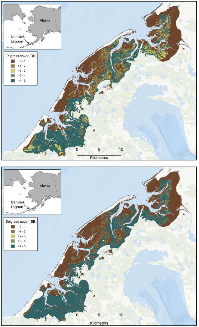 Maps showing median eelgrass Braun-Blanquet cover at Izembek Lagoon, Alaska, derived
               from a Sentinel-2 satellite image collected during low tide on July 1, 2016 (top),
               and on August 14, 2020 (bottom).