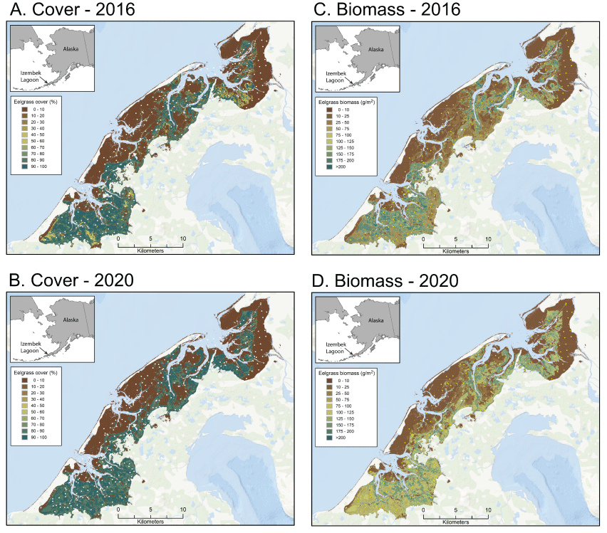 Median eelgrass cover and eelgrass biomass at Izembek Lagoon, Alaska, on each of two
                        dates: July 1, 2016, and August 14, 2020
