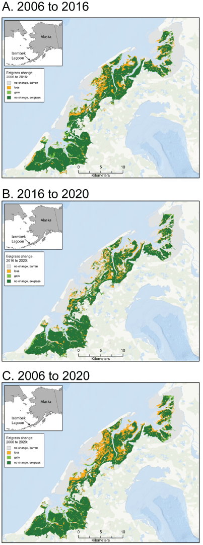 Areas where the presence of eelgrass was gained, lost, or unchanged in Izembek Lagoon,
                        Alaska, from 2006 to 2016, 2016 to 2020, and 2006 to 2020.