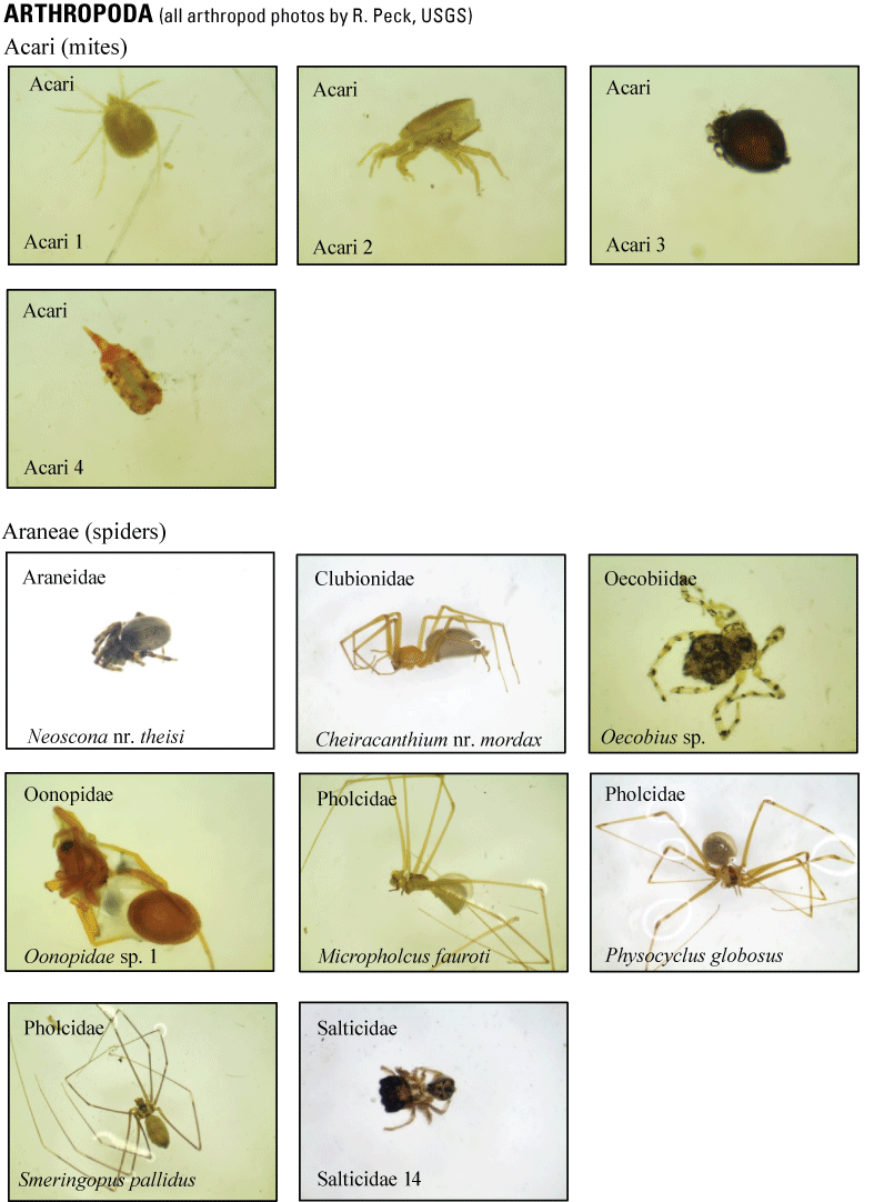 2.1. Representative photographs of each species collected.