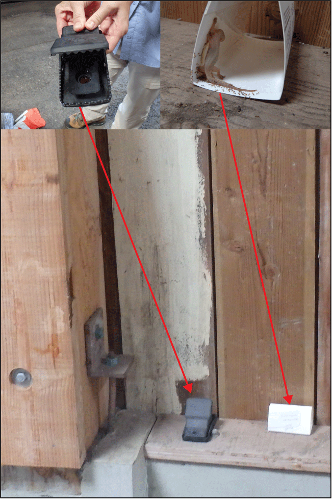 9. Close-up photographs are inset showing the snap trap and glue board placement on
a structure in the staging area by the dock with arrows indicating the two trap types.
Snap trap is on the left and glue board is on the right. One close-up is of a snap
trap, and another is a folded glue board showing a gecko and ants stuck on it.
