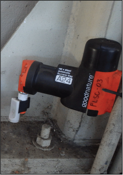 10. Self-resetting trap shown attached to the base of an inside corner of a wall.