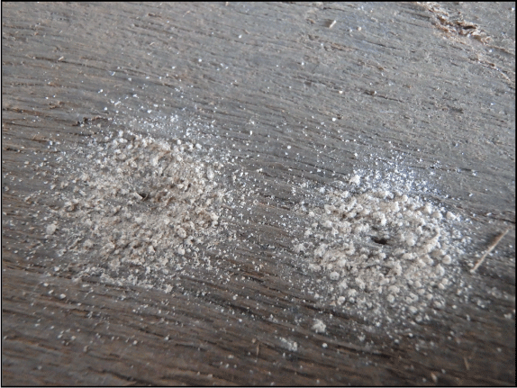 16. Boreholes and frass in a floorboard of a shipping container.