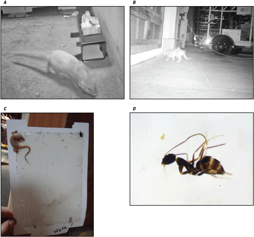 25. Photographs showing mongoose on a warehouse floor, adult domestic cat walking
on asphalt area outside warehouses, house gecko stuck to glue board, and a longhorn
crazy ant on a blank background.