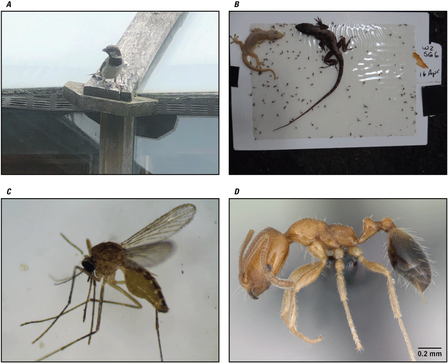 27. Photographs showing sprung snap trap, rat guard, gangway with seed heads, plant
matter, dirt layer, and dirt depth.