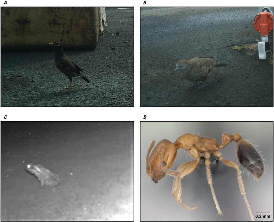 29. Photographs showing a myna bird, zebra dove, cane toad, and Singapore ant.