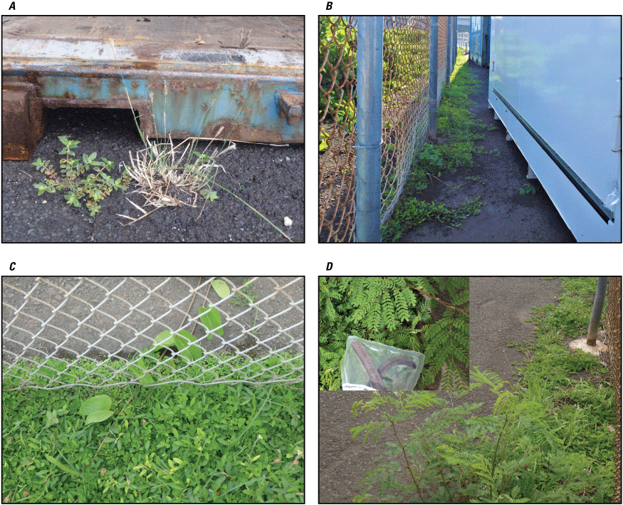 30. Photographs showing plants adjacent a flat rack, plants growing into dock area,
plants in dock area, and plant and seed pods.