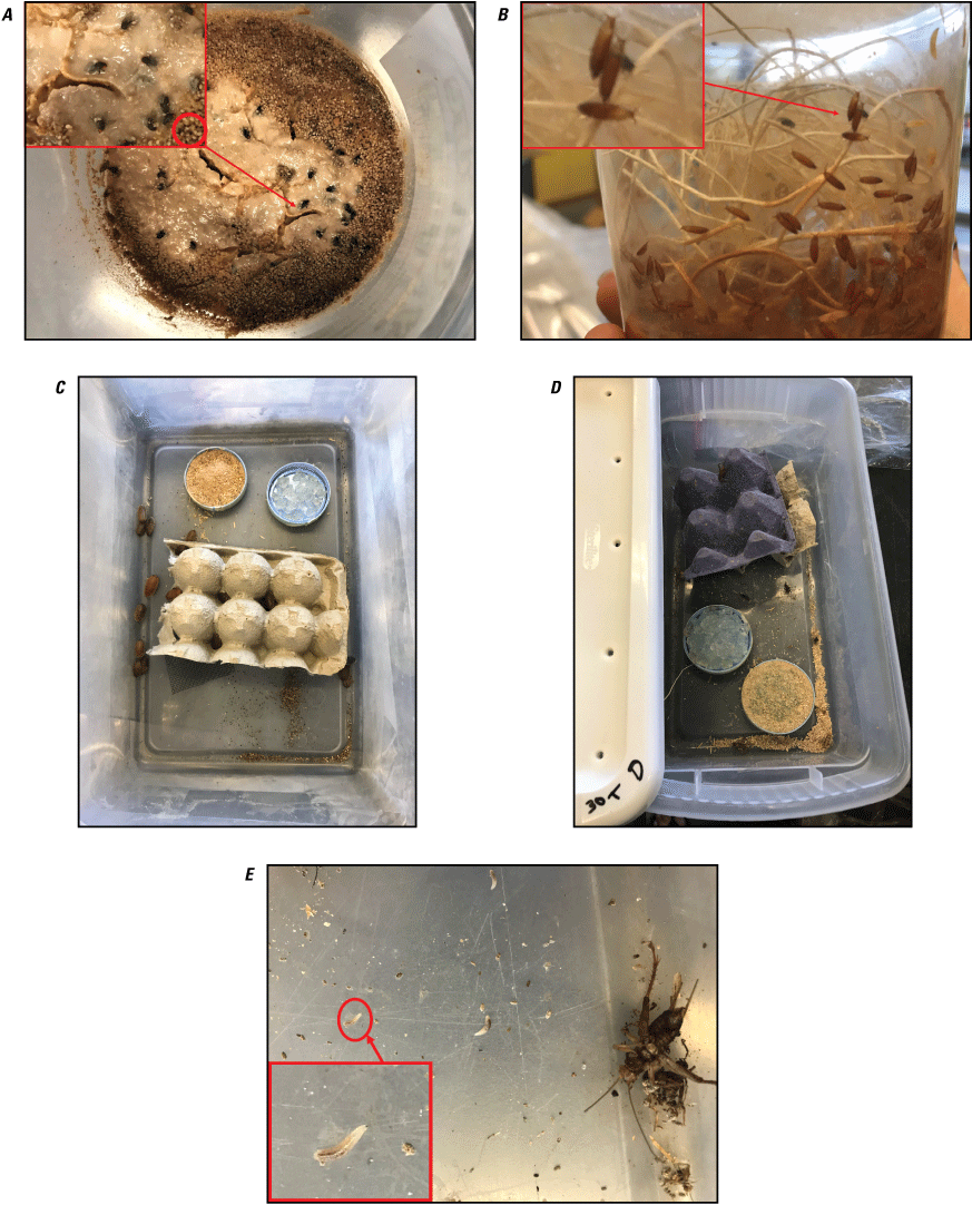 38. Photographs showing fruit flies and invertebrates, close-up of fruit flies and
larvae, roaches, crickets, and larvae.