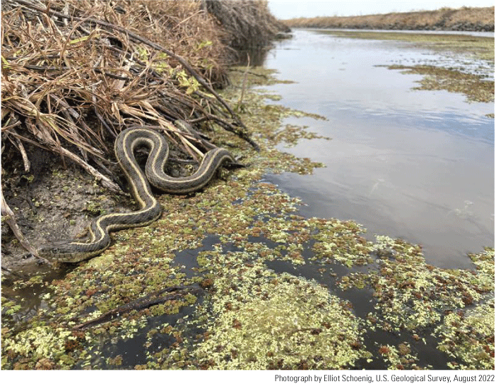 1. Snake lying on the edge of a vegetated bank of an irrigation canal. The water of
                     the canal is partially covered with floating vegetation.