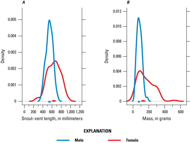 16. Size varies more in females, but females are generally larger (average size: 650mm,
                           125g) than males (550mm, 90g).