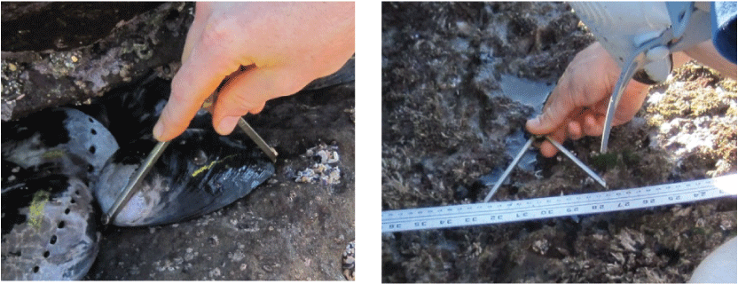 3. Researcher measuring shell length.